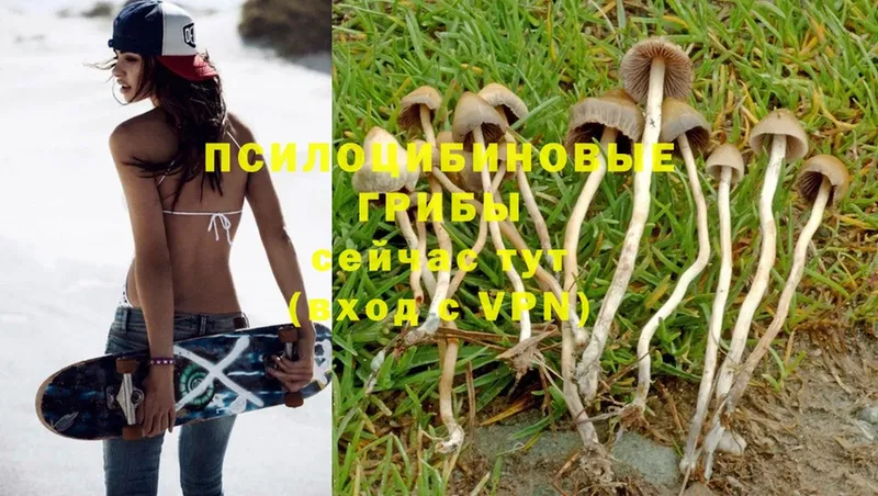 Галлюциногенные грибы Psilocybe  купить наркоту  KRAKEN tor  Тулун 